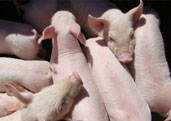 我国生猪生产的规模化、组织化程度现状